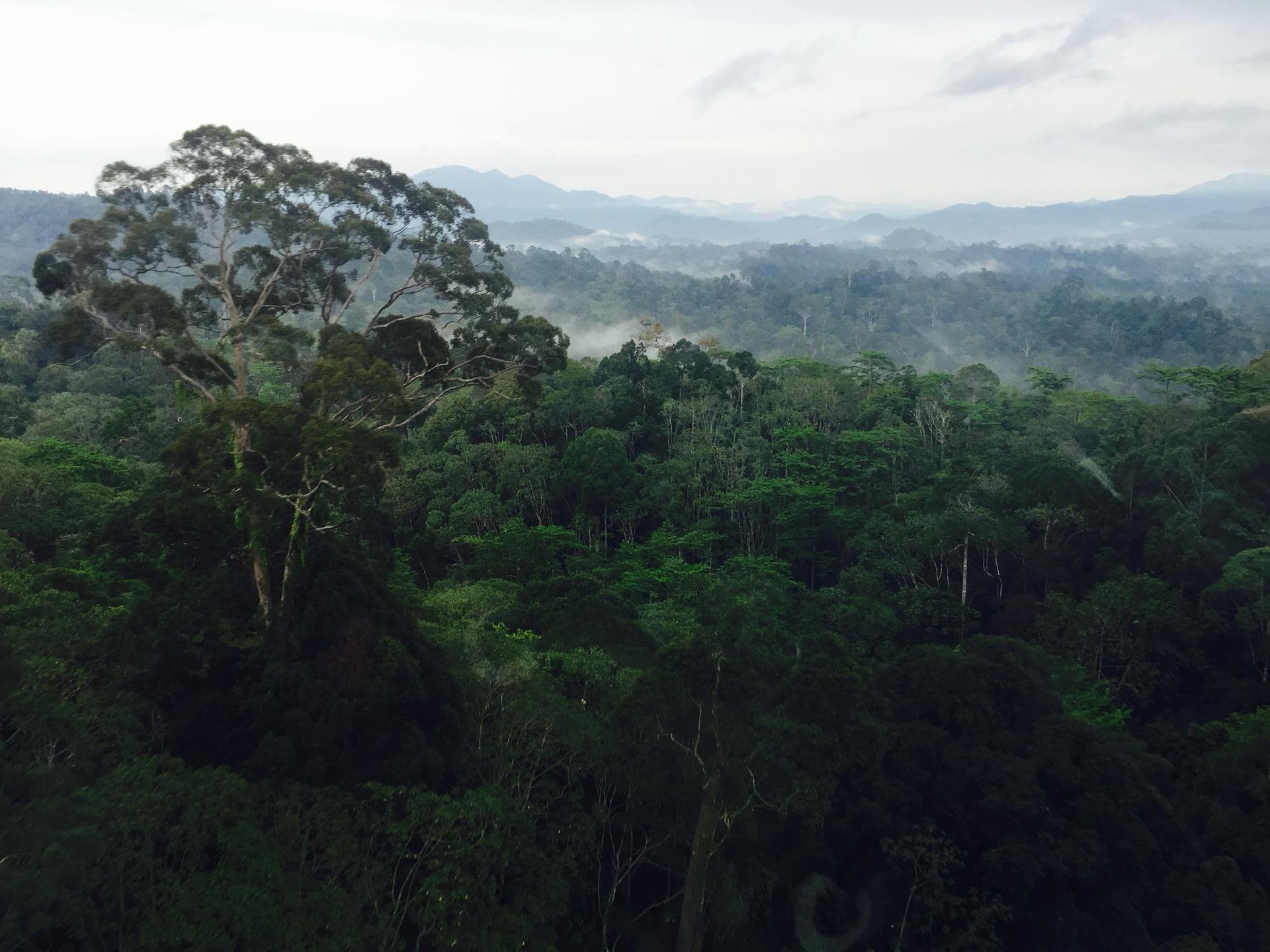 Aerial view of tropical forest canopy for belian.earth news and updates