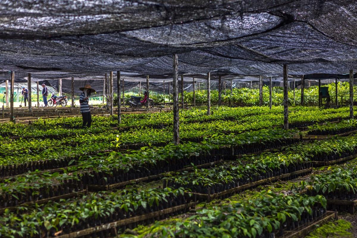 Dipterocarp seedlings in a restoration nursery for forest carbon projects in Sabah, Malaysian Borneo