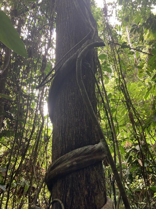 Heavy lianas wrapped around the trunk of a tropical forest tree in Borneo