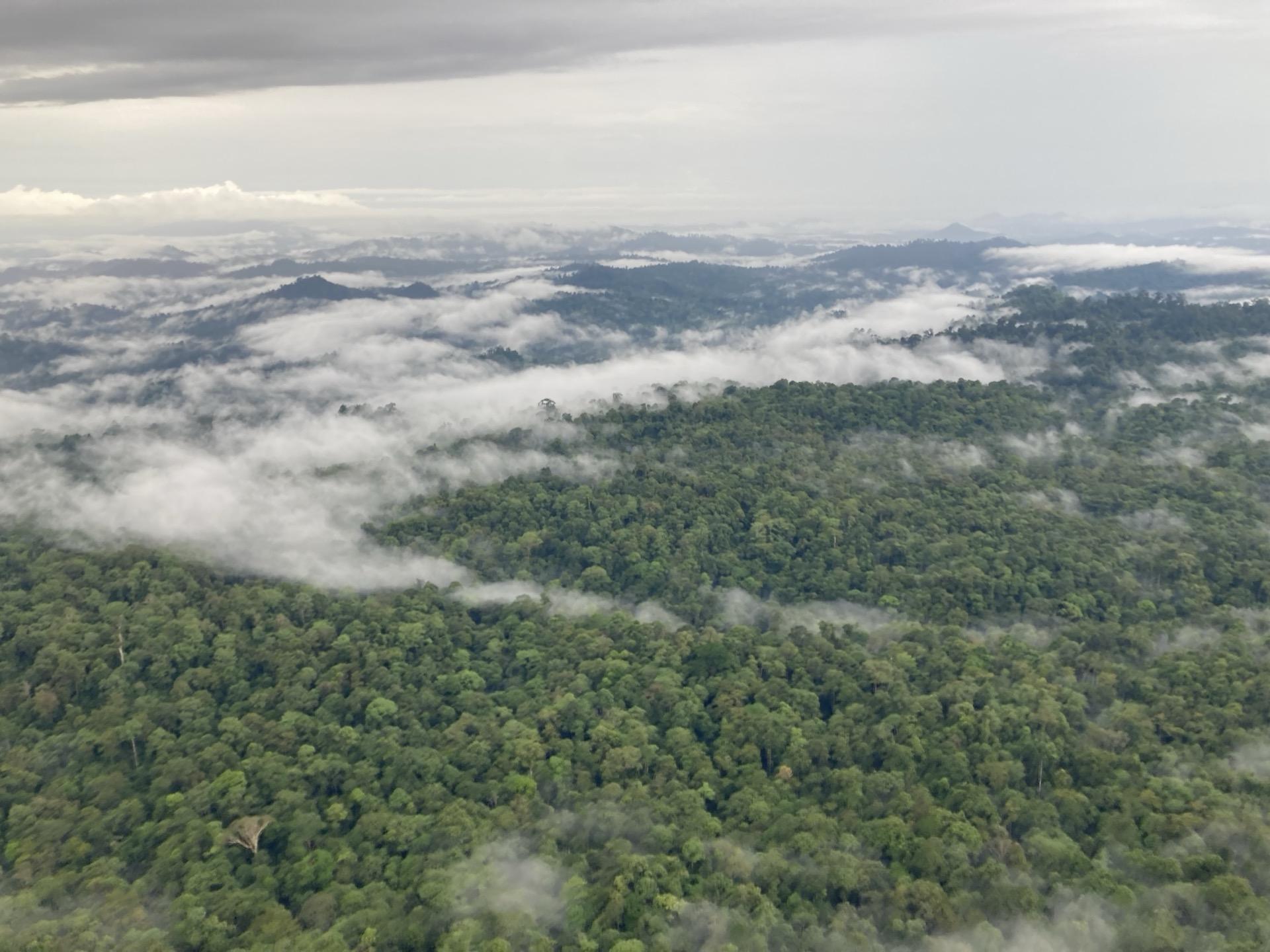 Tropical forest canopy in Sabah, Malaysian Borneo